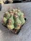 Preview: Thelocactus hexaedrophorus